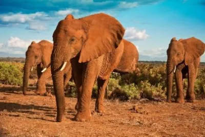 African Elephants Against a Blue Sky jigsaw puzzle