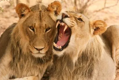 Lions Playing jigsaw puzzle