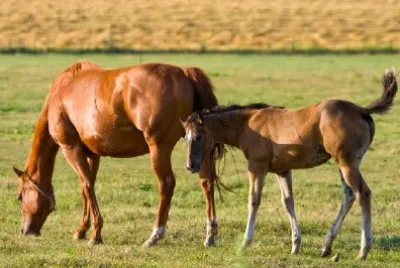 Horses at Dusk jigsaw puzzle