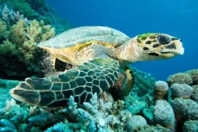 Hawksbill Turtle jigsaw puzzle