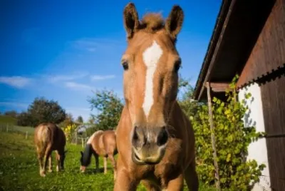 Brown Horse Looking at Camera jigsaw puzzle