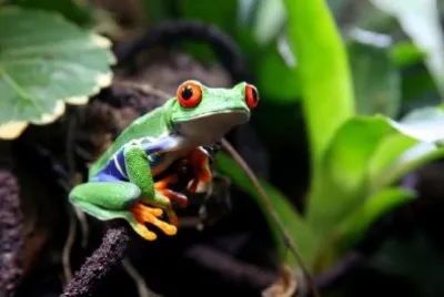 Raganella dagli occhi rossi