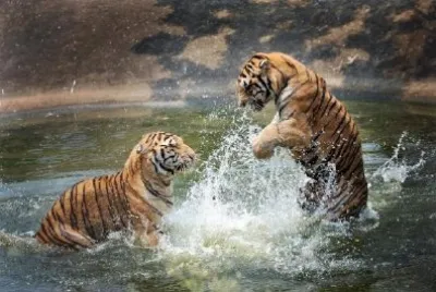 Tigers Play in the Water jigsaw puzzle