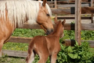 Horse with Young Foal jigsaw puzzle