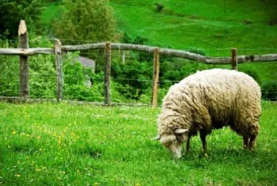 Grazing Sheep jigsaw puzzle