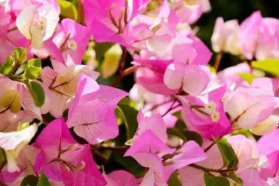 Flores cor de rosa de perto