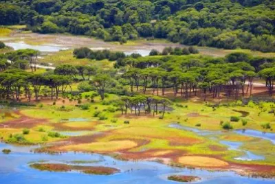 Uma floresta em um lago