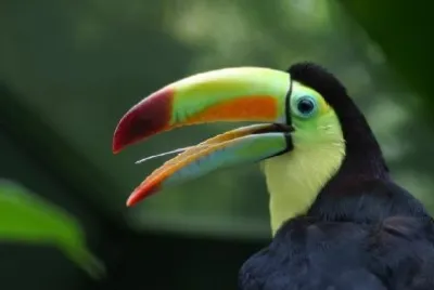 Profile of a Toucan jigsaw puzzle