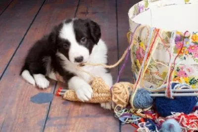 Cucciolo che gioca con il filato