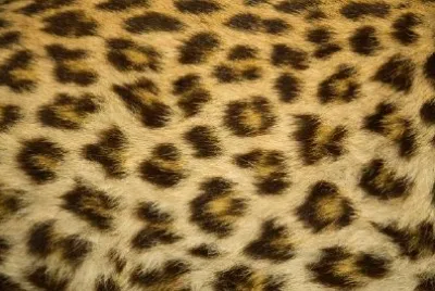 Leopard Fur Texture  jigsaw puzzle