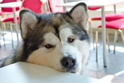 Malamute d'Alaska dans la cafétéria