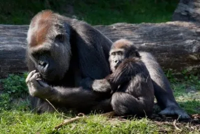 Gorilla Family jigsaw puzzle