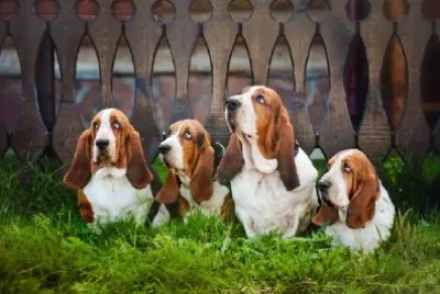 Gruppo di Basset Hounds seduto sull'erba