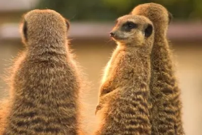 Alert Meerkats  jigsaw puzzle