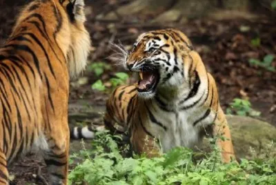 Fierce Tiger jigsaw puzzle