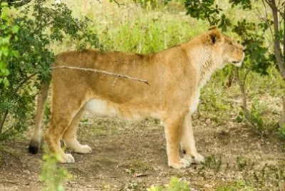 Lion Female jigsaw puzzle