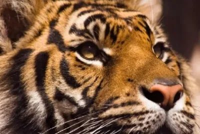 Serious Tiger jigsaw puzzle