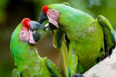 Pair of Military Macaws Playing  jigsaw puzzle