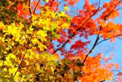 Folhas de bordo vermelhas e amarelas de outono