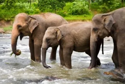 Three Elephants jigsaw puzzle