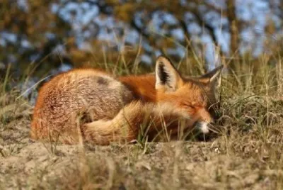 Volpe addormentata