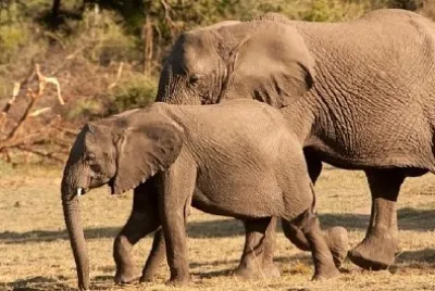 Wild African Elephant Baby jigsaw puzzle