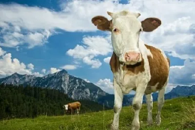 Austrian Cow jigsaw puzzle