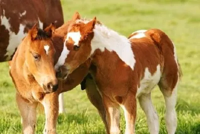 Little Horse Pals jigsaw puzzle