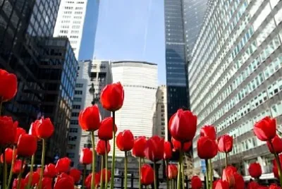Czerwone tulipany na Park Ave Nowy Jork, USA