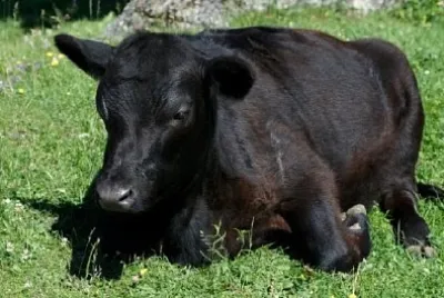 Black Cow jigsaw puzzle