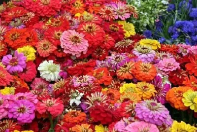 Fleurs colorées dans un pré