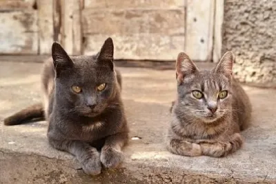 Two Cats Near an Abandoned House jigsaw puzzle