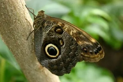 Farfalla civetta appollaiato su un albero