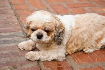 Shih Tzu Dog jigsaw puzzle