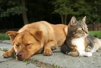Dog and Cat in Harmony jigsaw puzzle
