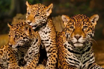 פאזל של משפחת יגואר