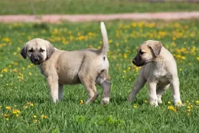 Young Kangal Dogs jigsaw puzzle