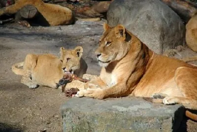 Lions Eating jigsaw puzzle