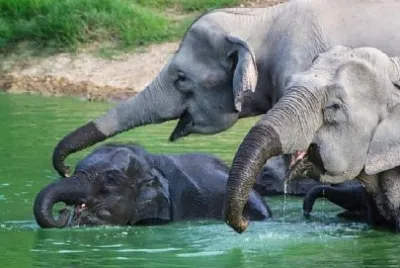 Wild Elephants jigsaw puzzle