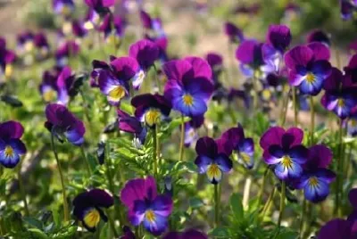 Violetas