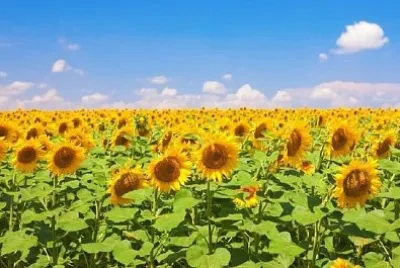 Campo de Girassol