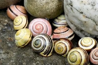 Snail Shells jigsaw puzzle
