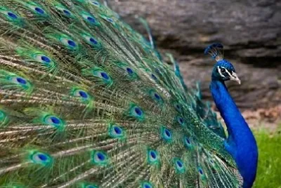 Beatiful Peacock jigsaw puzzle