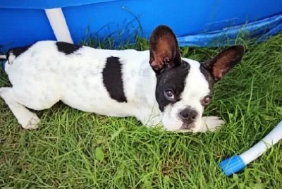 Cucciolo di bulldog francese in giardino