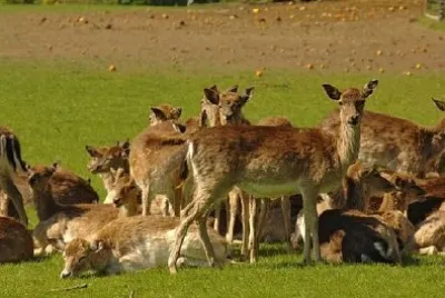 Roe Deer jigsaw puzzle