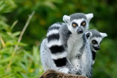 Två ringstjärtad lemur