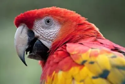 Röd och gul papegoja