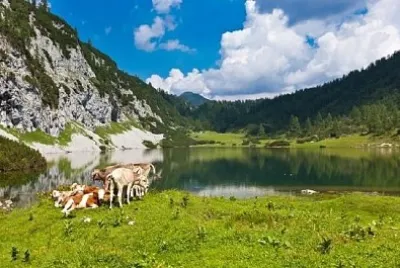 Pastagem nas montanhas com um grupo de vacas