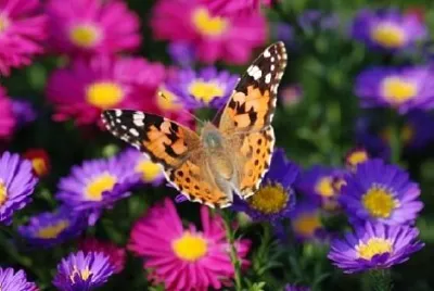 Motyl na fioletowych kwiatach