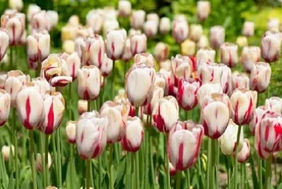 Tulipany